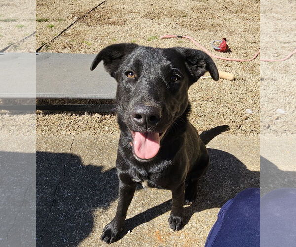 Medium Photo #10 Labrador Retriever-Unknown Mix Puppy For Sale in Corinth, MS, USA