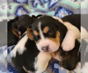 Bagle Hound Puppy for sale in MT STERLING, KY, USA