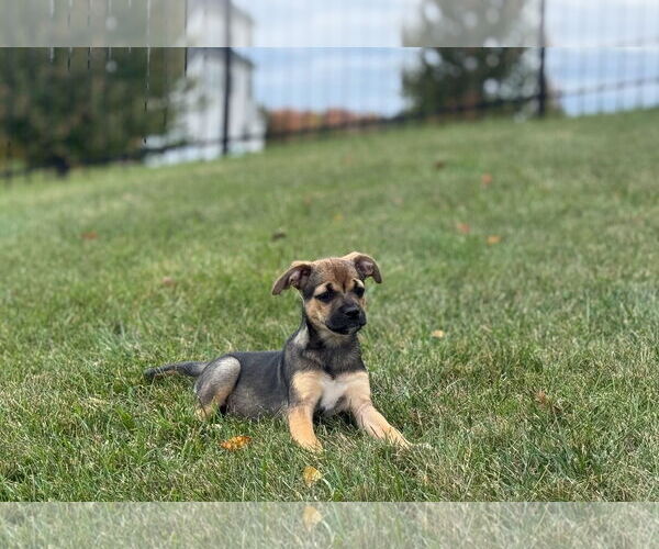 Medium Photo #4 Labrador Retriever-Unknown Mix Puppy For Sale in Tarrytown, GA, USA