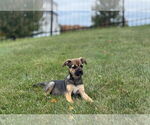 Small #3 Labrador Retriever Mix