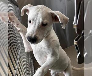 Labrador Retriever-Unknown Mix Dogs for adoption in Denver, CO, USA