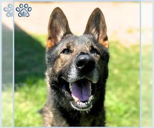 German Shepherd Dog Dogs for adoption in Sugar Land, TX, USA