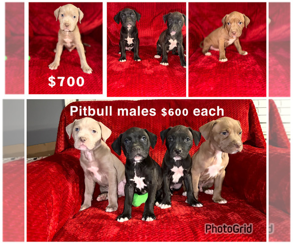 Medium Photo #1 American Pit Bull Terrier Puppy For Sale in DETROIT, MI, USA