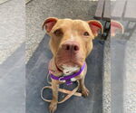 Small #5 American Staffordshire Terrier