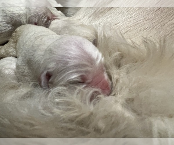 Medium Photo #17 English Cream Golden Retriever Puppy For Sale in WHITE SALMON, WA, USA