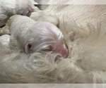 Small #16 English Cream Golden Retriever