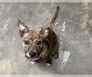 American Staffordshire Terrier Dogs for adoption in Tallahassee, FL, USA