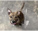 Small American Staffordshire Terrier