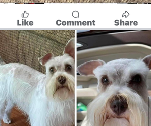 Father of the Schnauzer (Miniature) puppies born on 08/25/2025