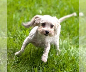 Mother of the Havanese puppies born on 05/14/2026