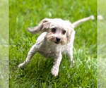Small Photo #1 Havanese Puppy For Sale in GOSHEN, IN, USA