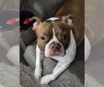 Small Photo #4 Boston Terrier Puppy For Sale in Valrico, FL, USA