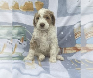 Goldendoodle Litter for sale in ELLISGROVE, IL, USA