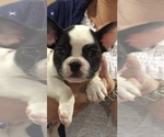 Small Photo #4 French Bulldog Puppy For Sale in STATEN ISLAND, NY, USA