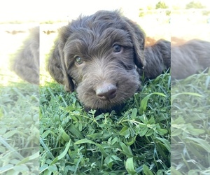 Labradoodle Puppy for sale in HARRAH, WA, USA