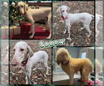 Small #2 Poodle (Standard)
