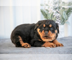Puppy Malcolm Rottweiler