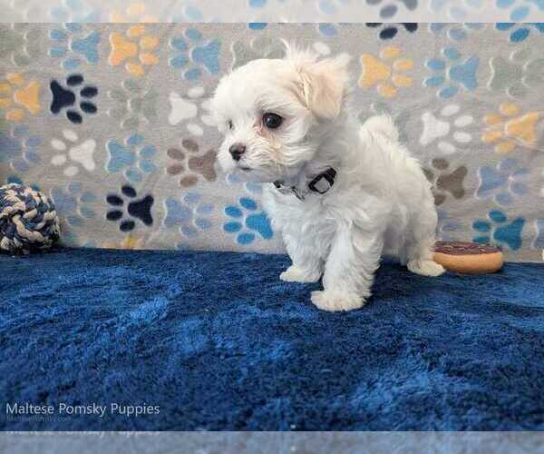 Medium Photo #12 Maltese Puppy For Sale in OCALA, FL, USA