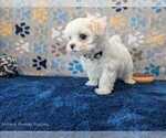 Small Photo #12 Maltese Puppy For Sale in OCALA, FL, USA