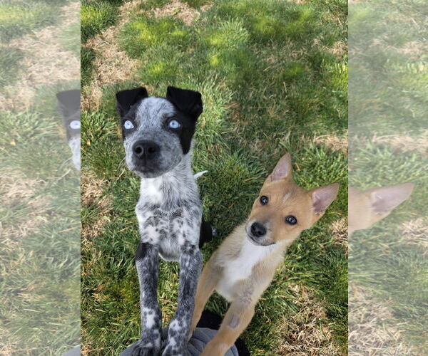 Medium Photo #4 Mutt Puppy For Sale in Sandy, UT, USA