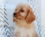 Small #2 Cavapoo (Miniature)