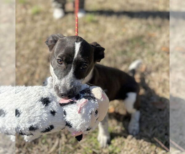 Medium Photo #3 Labrador Retriever-Unknown Mix Puppy For Sale in Yardley, PA, USA