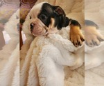 Small Photo #10 English Bulldog Puppy For Sale in ALBUQUERQUE, NM, USA