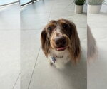 Small #3 Dachshund