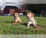 Small Photo #4 Labrador Retriever-Unknown Mix Puppy For Sale in Unionville, PA, USA