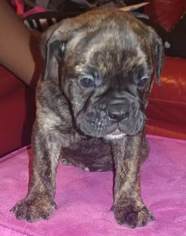 Olde English Bulldogge Puppy for sale in CHARLOTTE, NC, USA