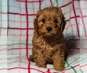 Cavapoo Puppy for sale in EAST EARL, PA, USA