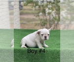 Small Photo #5 French Bulldog Puppy For Sale in EL CAMPO, TX, USA