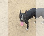 Small #5 Bull Terrier Mix