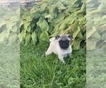Small #2 Pug
