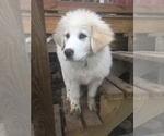 Small Photo #2 Maremma Sheepdog Puppy For Sale in CONNEAUT, OH, USA