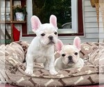 Small Photo #3 French Bulldog Puppy For Sale in BERGENFIELD, NJ, USA
