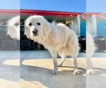 Small #2 Great Pyrenees