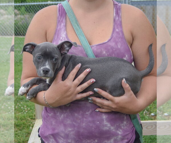 Medium Photo #2 Feist Terrier-Italian Greyhound Mix Puppy For Sale in Huntley, IL, USA