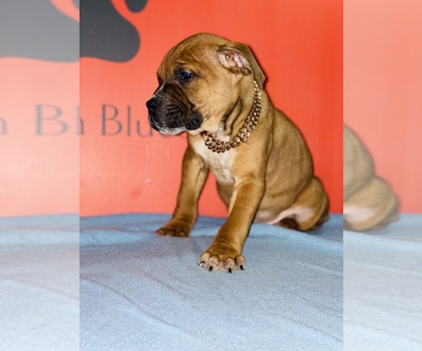 Medium Photo #24 American Pit Bull Terrier Puppy For Sale in TRENTON, NJ, USA