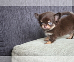 Small Photo #2 Chihuahua Puppy For Sale in EMPIRE STATE, NY, USA