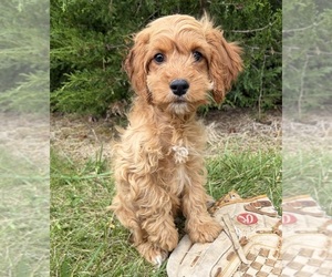 Cockapoo (Miniature) Puppy for sale in MIDDLEBURY, IN, USA
