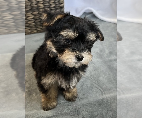 Medium Photo #1 Morkie Puppy For Sale in CORNERSVILLE, TN, USA