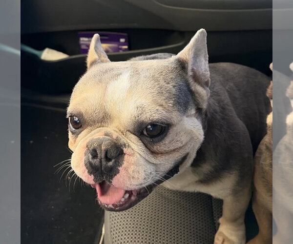 Medium Photo #2 French Bulldog-Unknown Mix Puppy For Sale in Newport Beach, CA, USA
