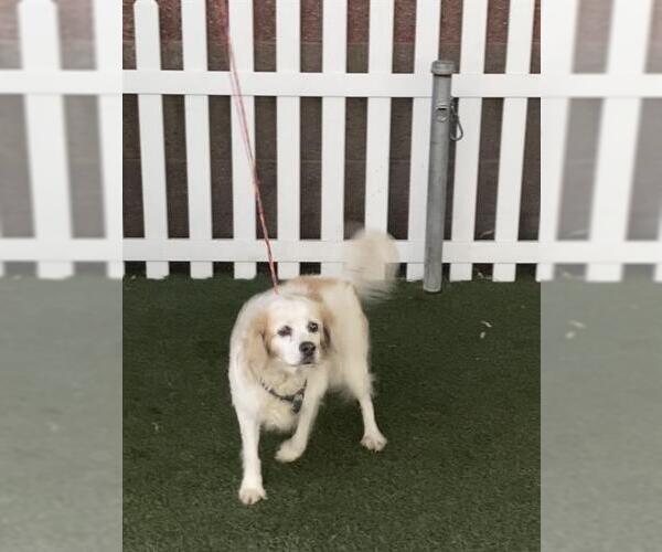 Medium Photo #1 Cocker Spaniel-Unknown Mix Puppy For Sale in Modesto, CA, USA