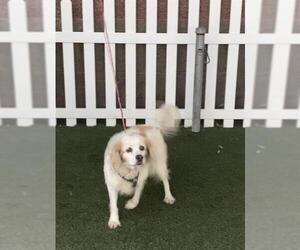 Cocker Spaniel-Unknown Mix Dogs for adoption in Modesto, CA, USA