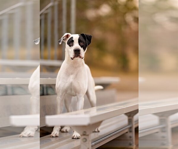 Medium Photo #2 Great Dane-Labrador Retriever Mix Puppy For Sale in Princeton, MN, USA