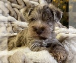 Small Photo #9 Schnauzer (Miniature) Puppy For Sale in WALNUT COVE, NC, USA