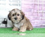 Small Photo #2 Shorkie Tzu Puppy For Sale in BEL AIR, MD, USA
