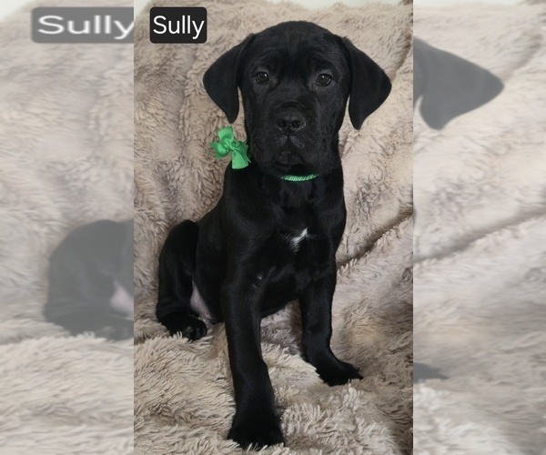 Medium Photo #1 Cane Corso Puppy For Sale in MINERAL WELLS, WV, USA