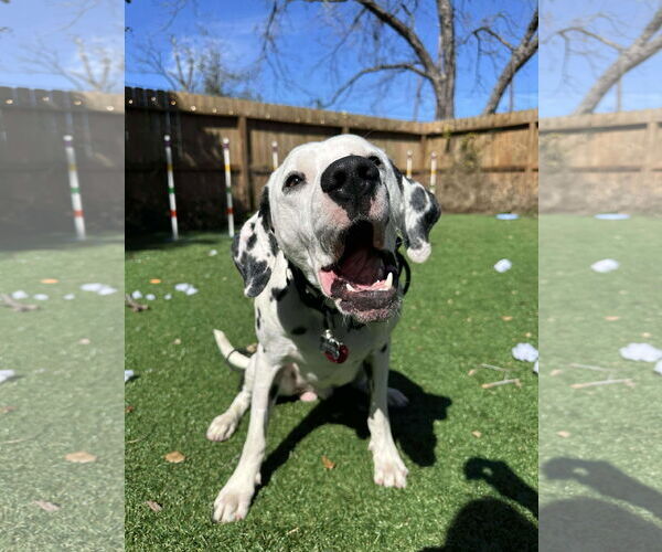 Medium Photo #4 Dalmatian-Unknown Mix Puppy For Sale in Woodbury, NY, USA